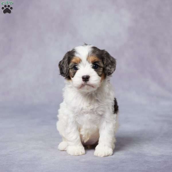 Abby, Cavapoo Puppy